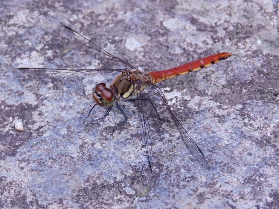 wazka insect Macro