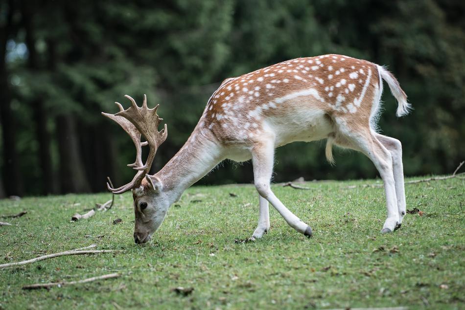 little deer eat grass