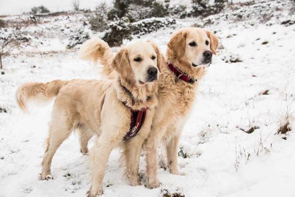 Dog Snow Animal