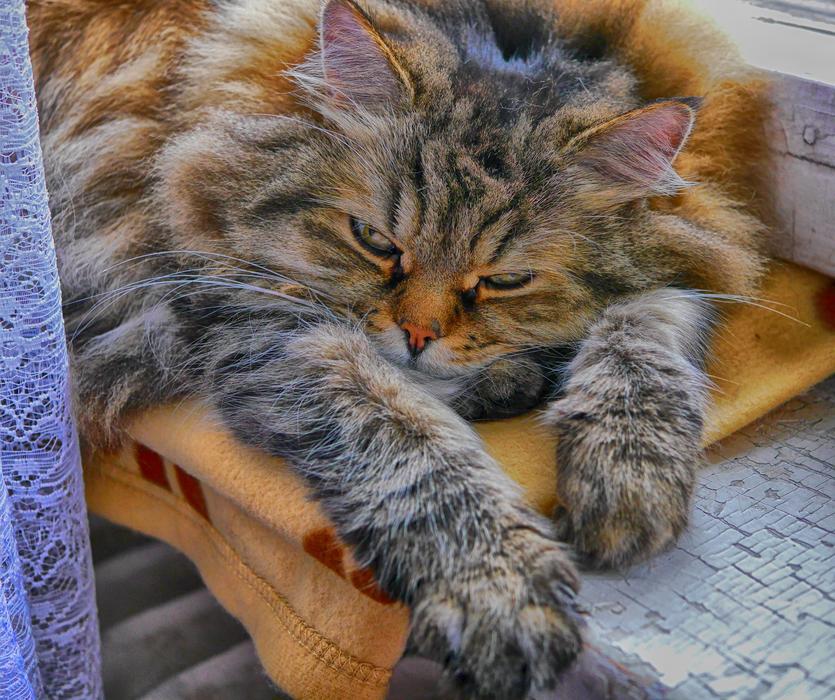 Cat Kitten Pet