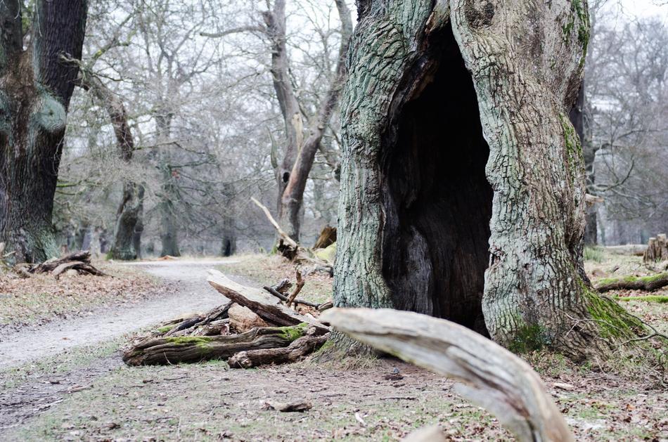 hole, cave in the tree trunk