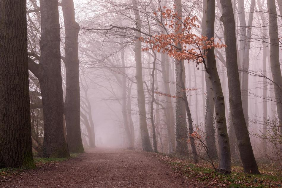 autumn forest in the fog