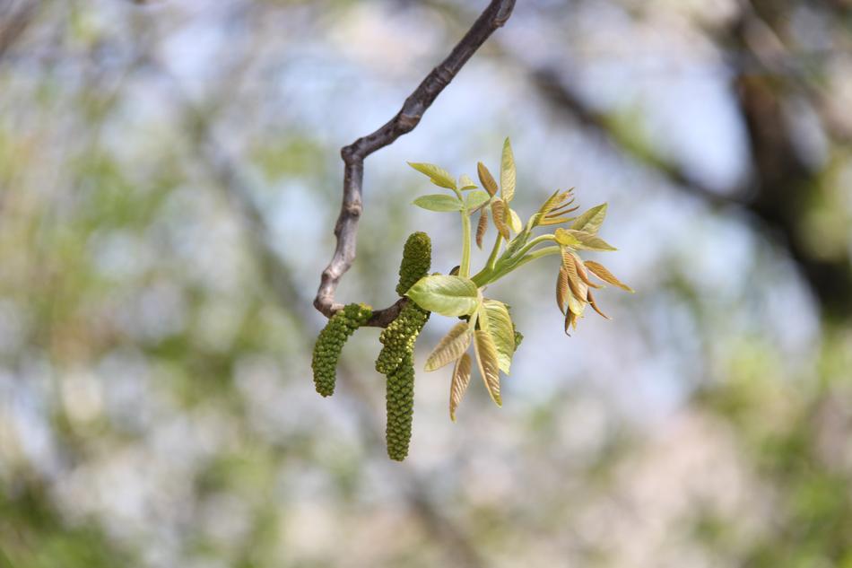 branch with a sprout in the forest