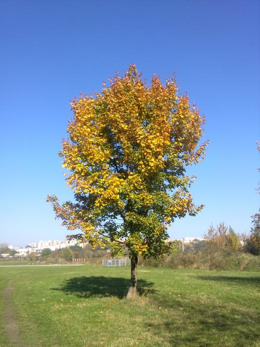 Tree Sky Autumn