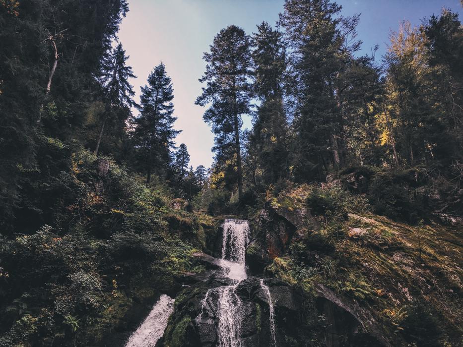 Forest Germany Travel