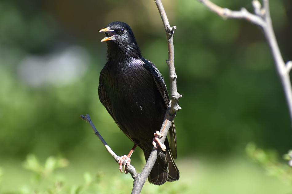Bird Wildlife Nature