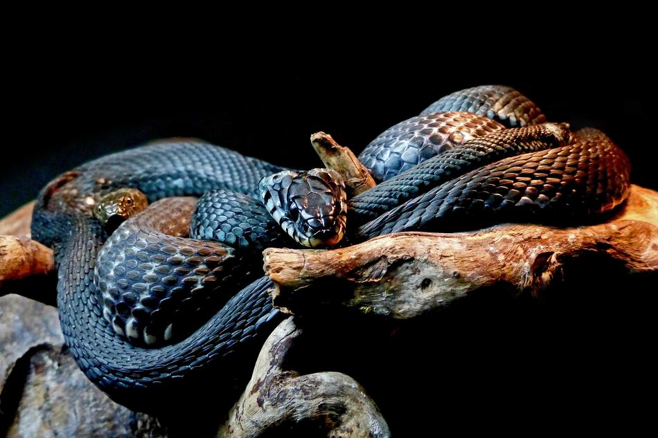 Snakes Black Animal