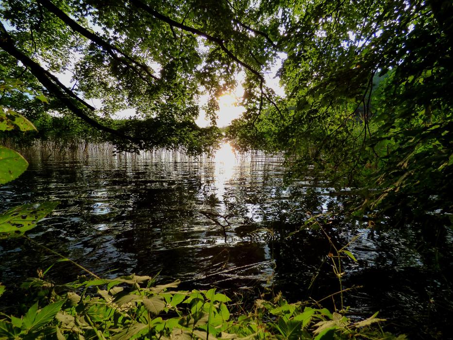 lake in the woods