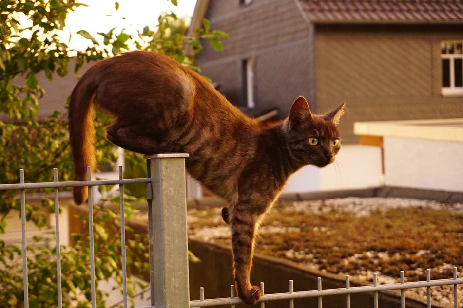brown tabby cat balances on the fence