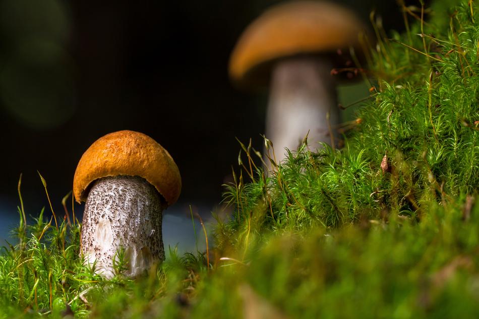 mushrooms little moss green