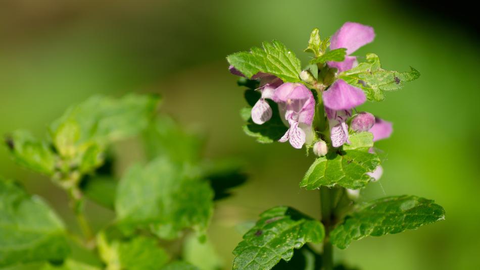 Meadow Flowers Herb