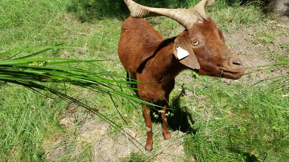 funny goat in the meadow
