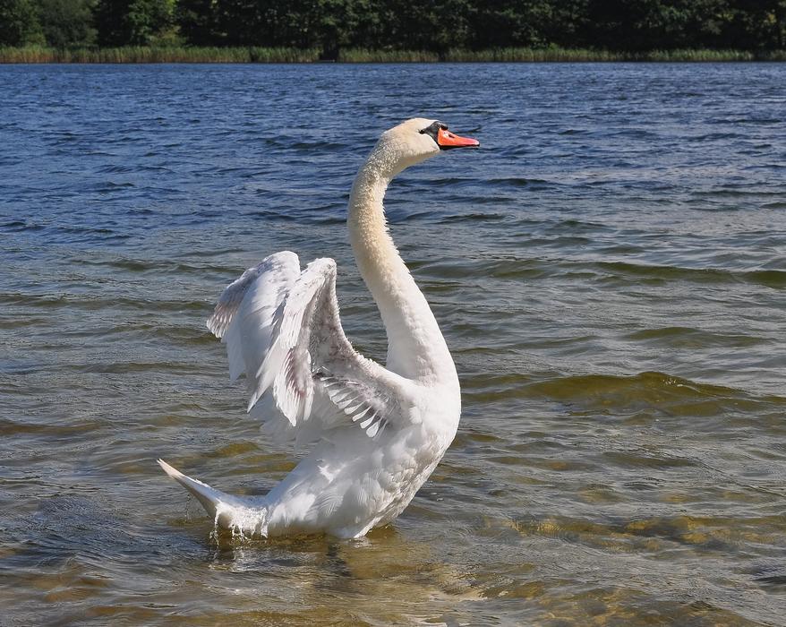 white Swan Bird Outside