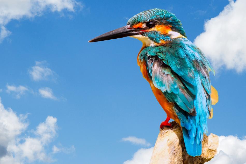 Kingfisher Bird Wildlife