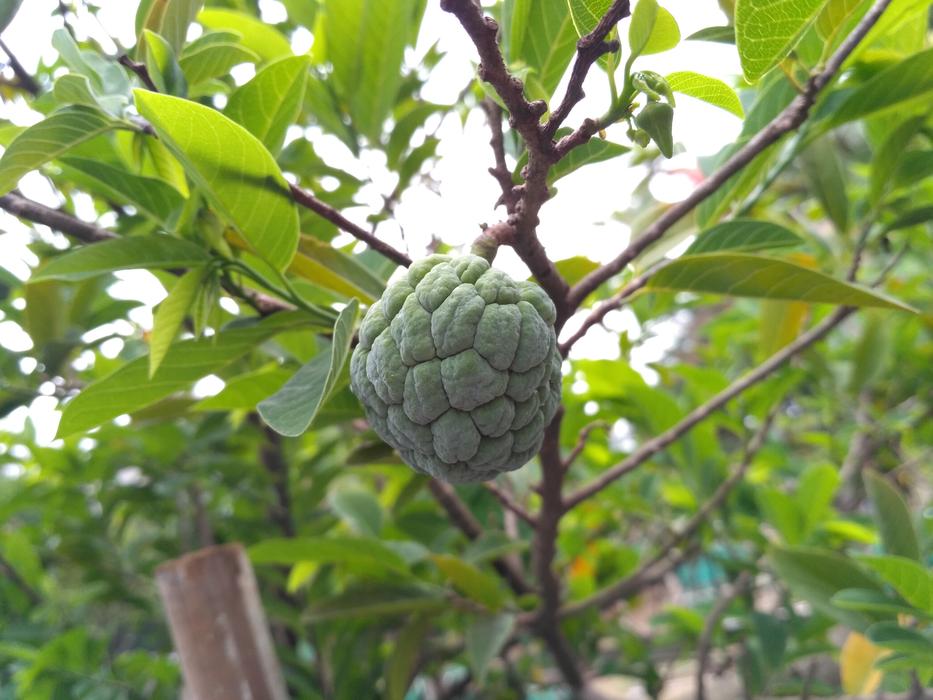 unusual green fruit