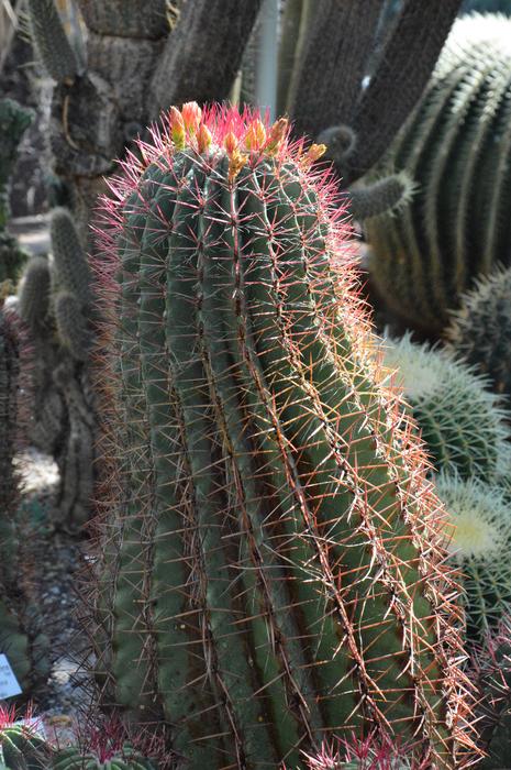 Cactus Spur Green