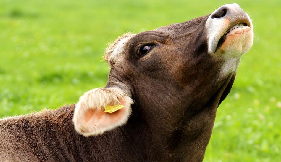 Cow Allgäu Beef