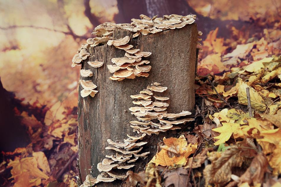Fall Nature Wood