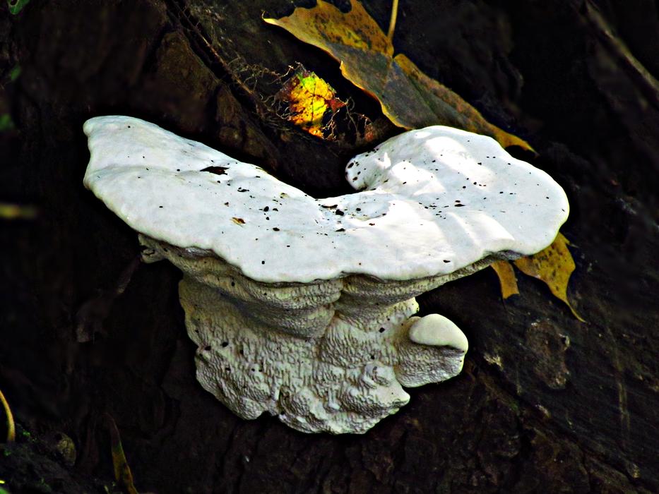 porcini on a tree in the forest