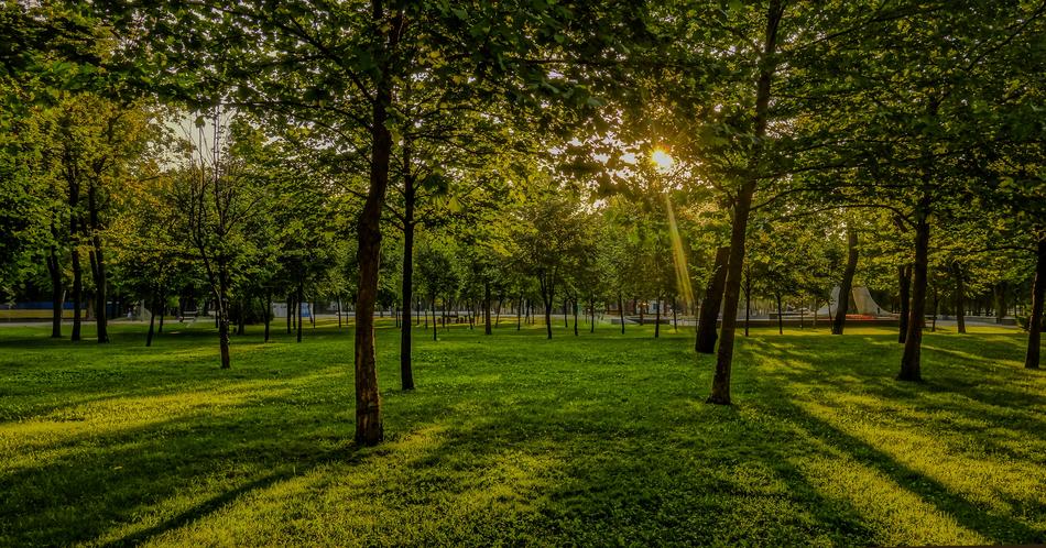 green landscape in the park