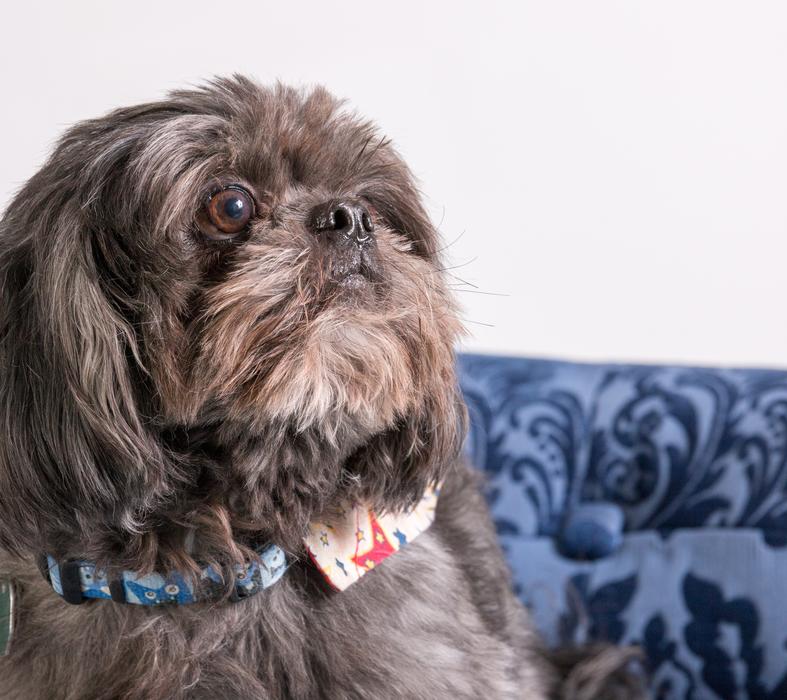 shih tzu dog on the couch