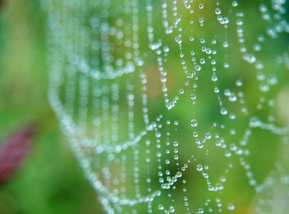 Cobweb Morgentau Web