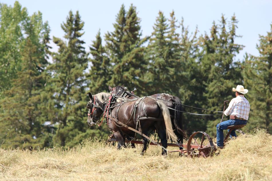 Horses Draft Team Agriculture