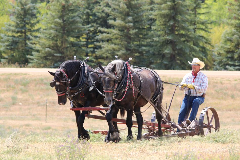 horses and a man in a field