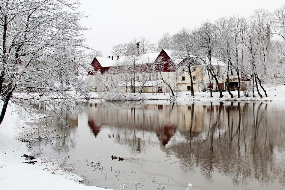 snow trees lake view