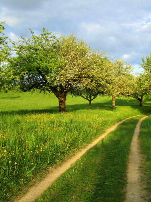 Spring Trees Away