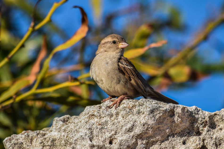 cute little bird on a rock