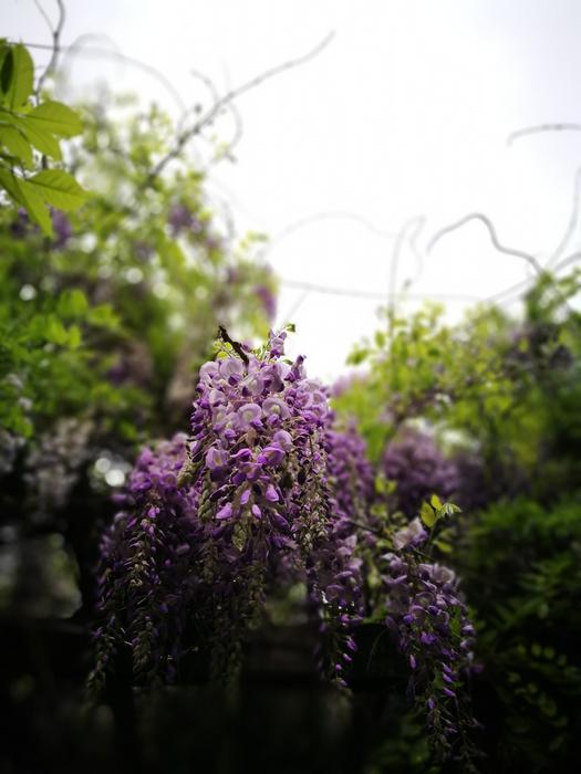 Flower Wisteria