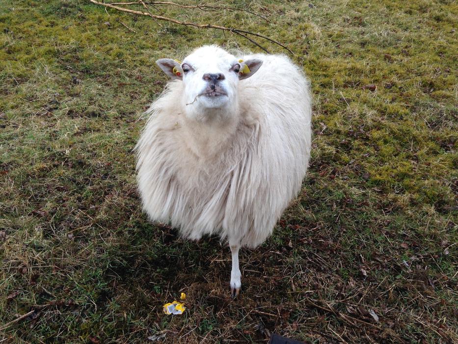 Sheep Watch Sniffing