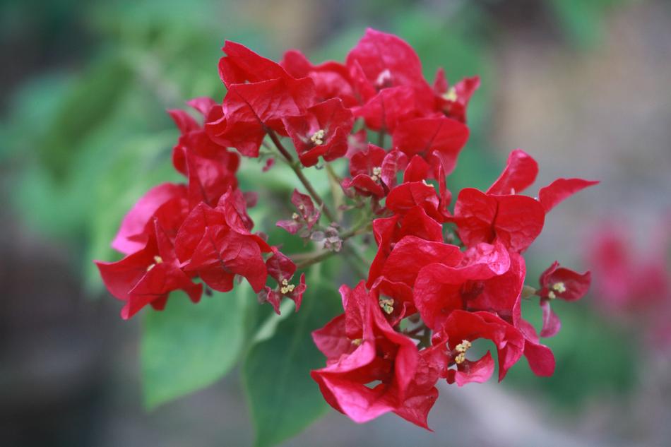 Flower Nature Flora