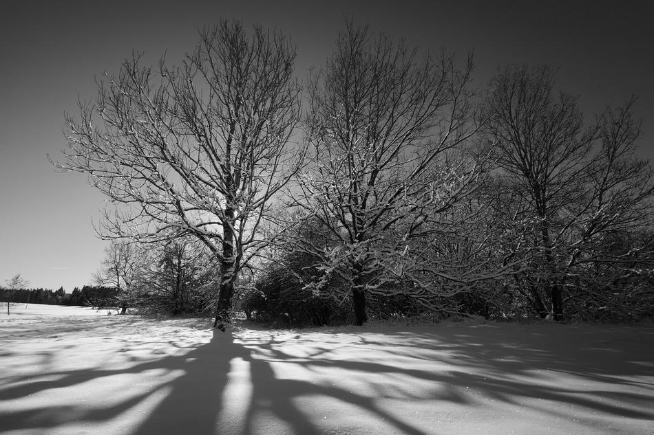 Tree Winter Landscape