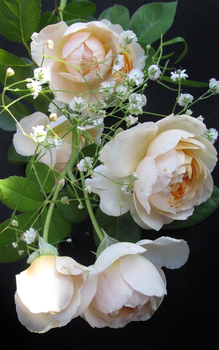Flower Rose Nature