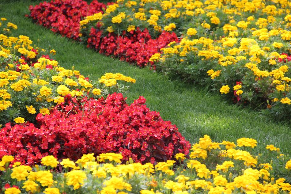 Flowers Garden Summer