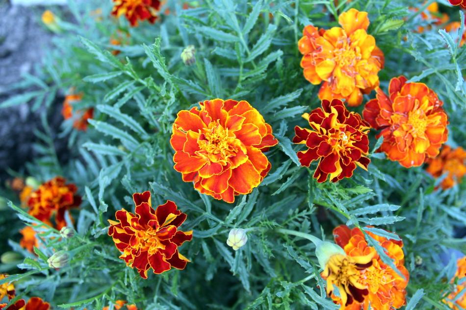 orange wildflowers