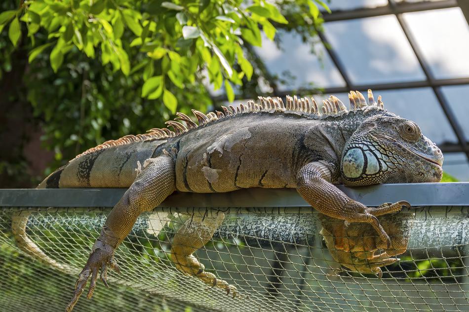 Reptile Animal Nature