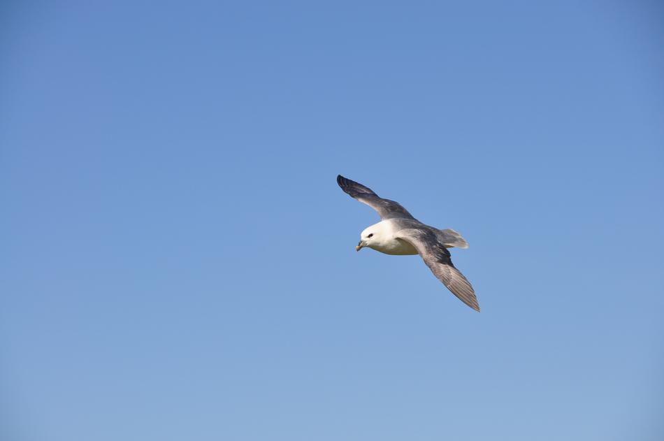 Bird Nature Flight