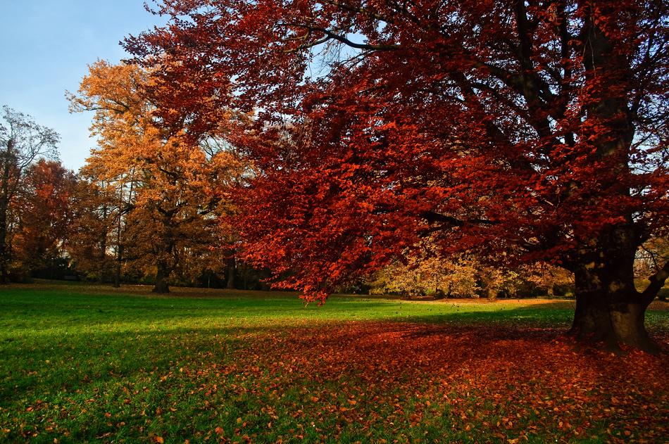 red autumn leaves in the field