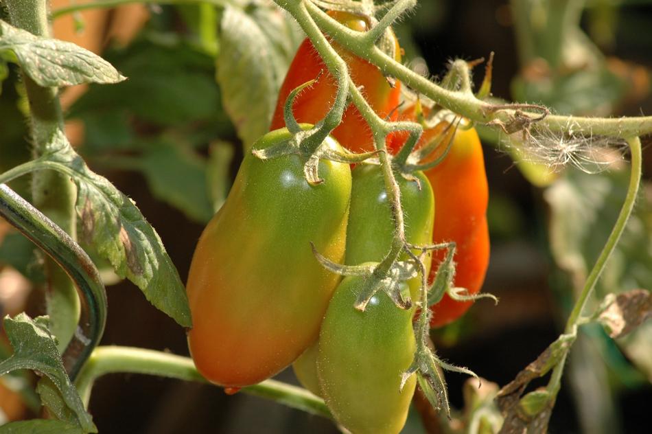fresh blossoming tomatoes