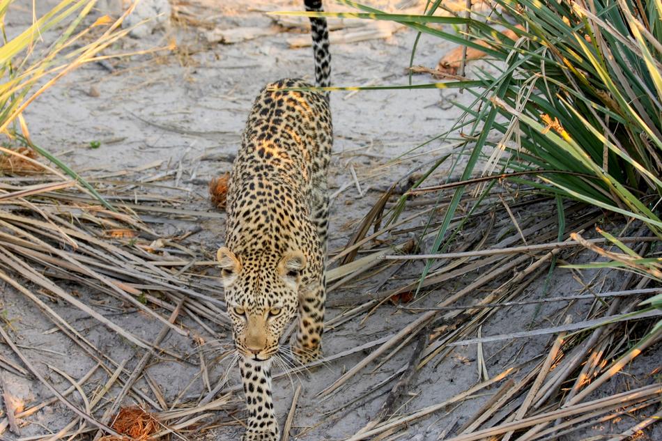 Leopard Africa Botswana