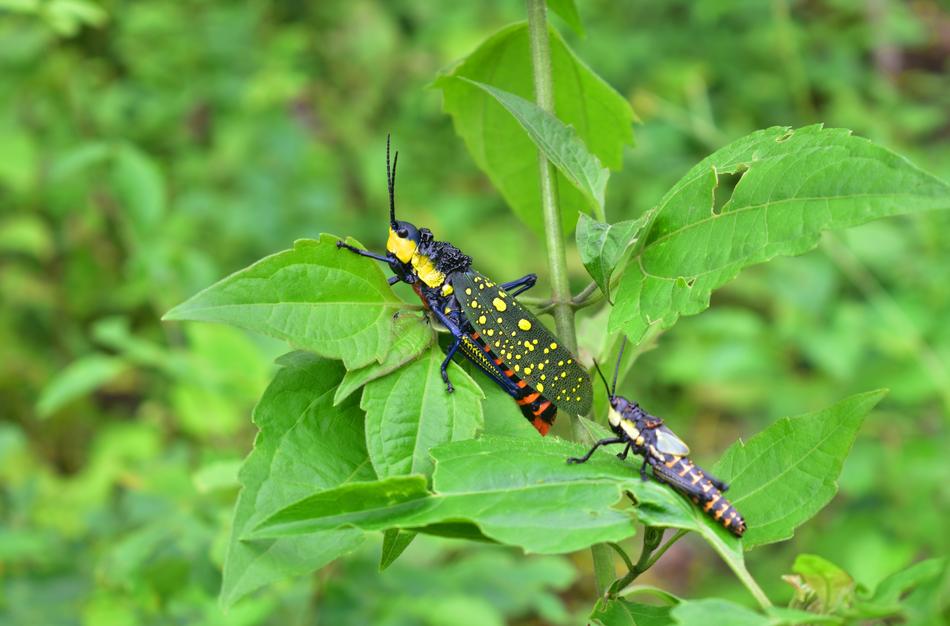 Grasshopper Insect Outdoors