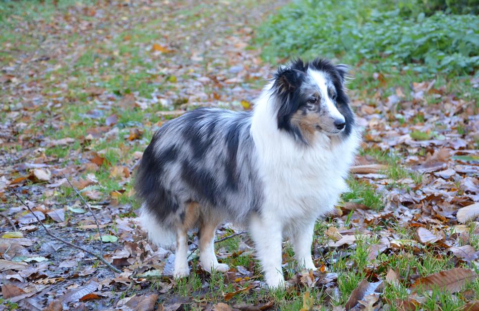 Shetland Sheepdog Dog Color Blue