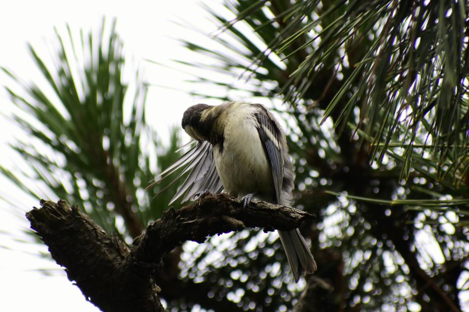 Animal Forest Pine