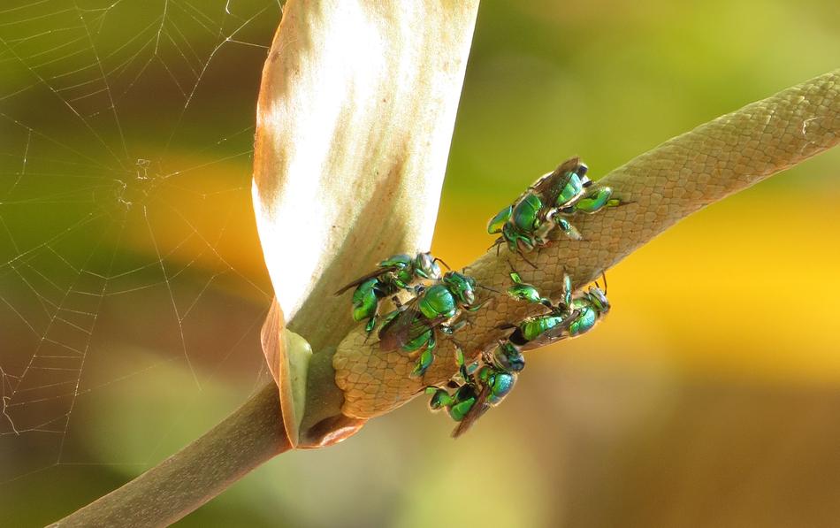 Insect Nature Outdoors