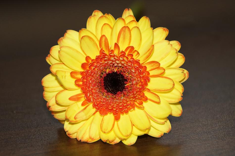 yellow flowers a lot