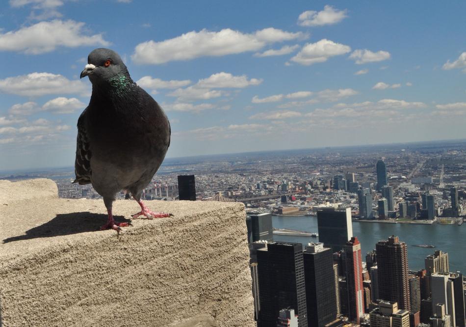 Bird City Contemplation