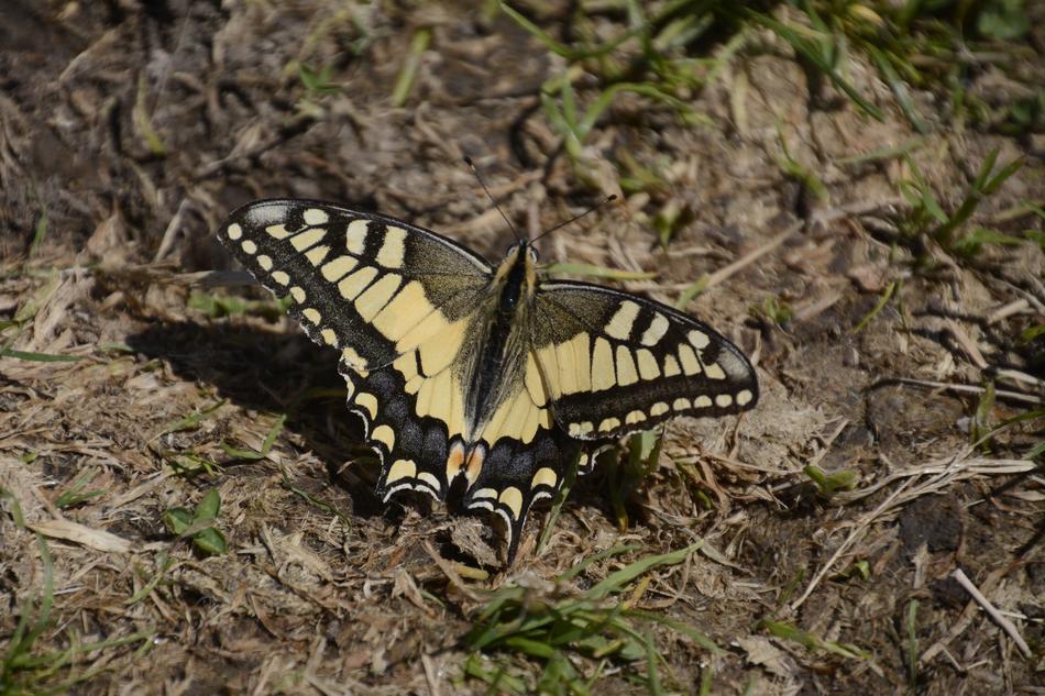 Shimmer Butterfly insect